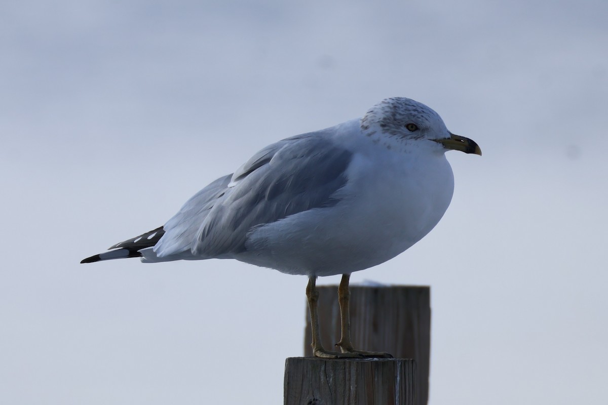 Ring-billed Gull - ML646368873