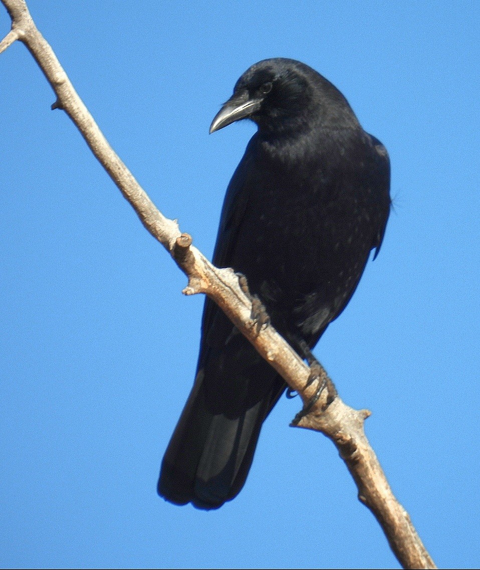 American Crow - ML646368875