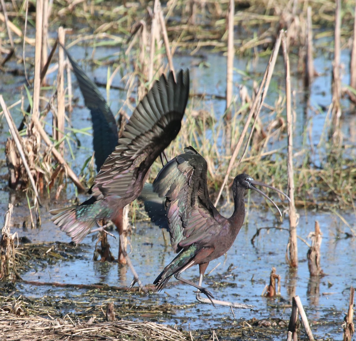 Sichler - ML646368877