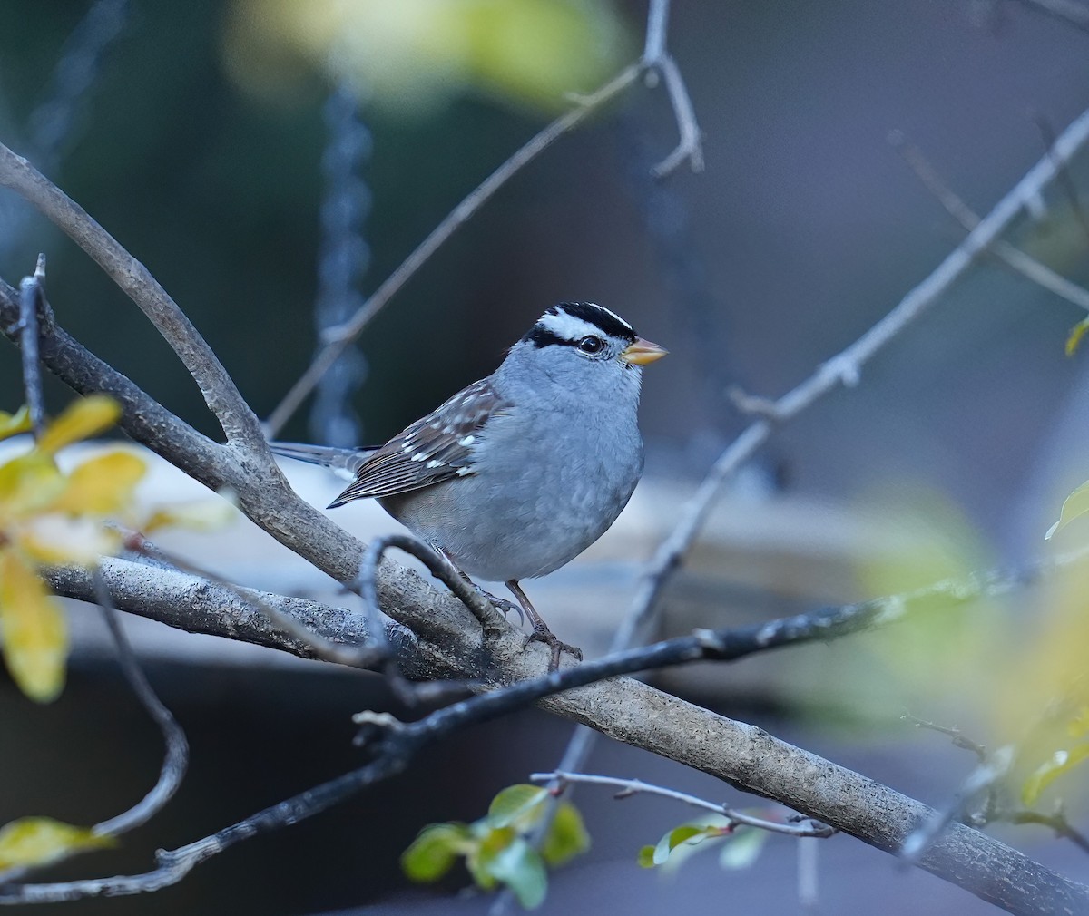ミヤマシトド - ML646368878