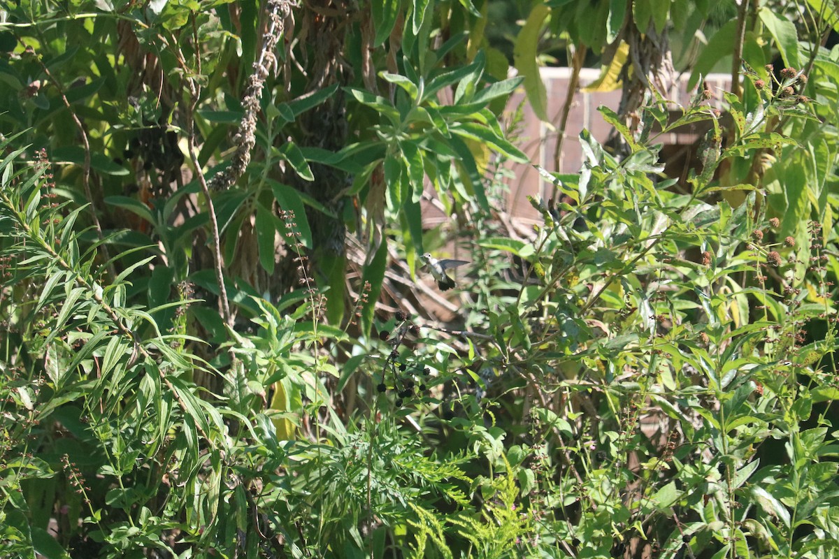 ハチドリ科 - ML646368879