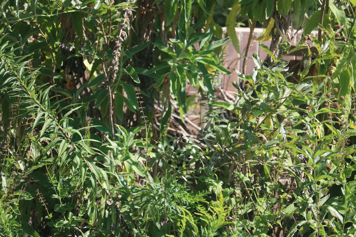 ハチドリ科 - ML646368880