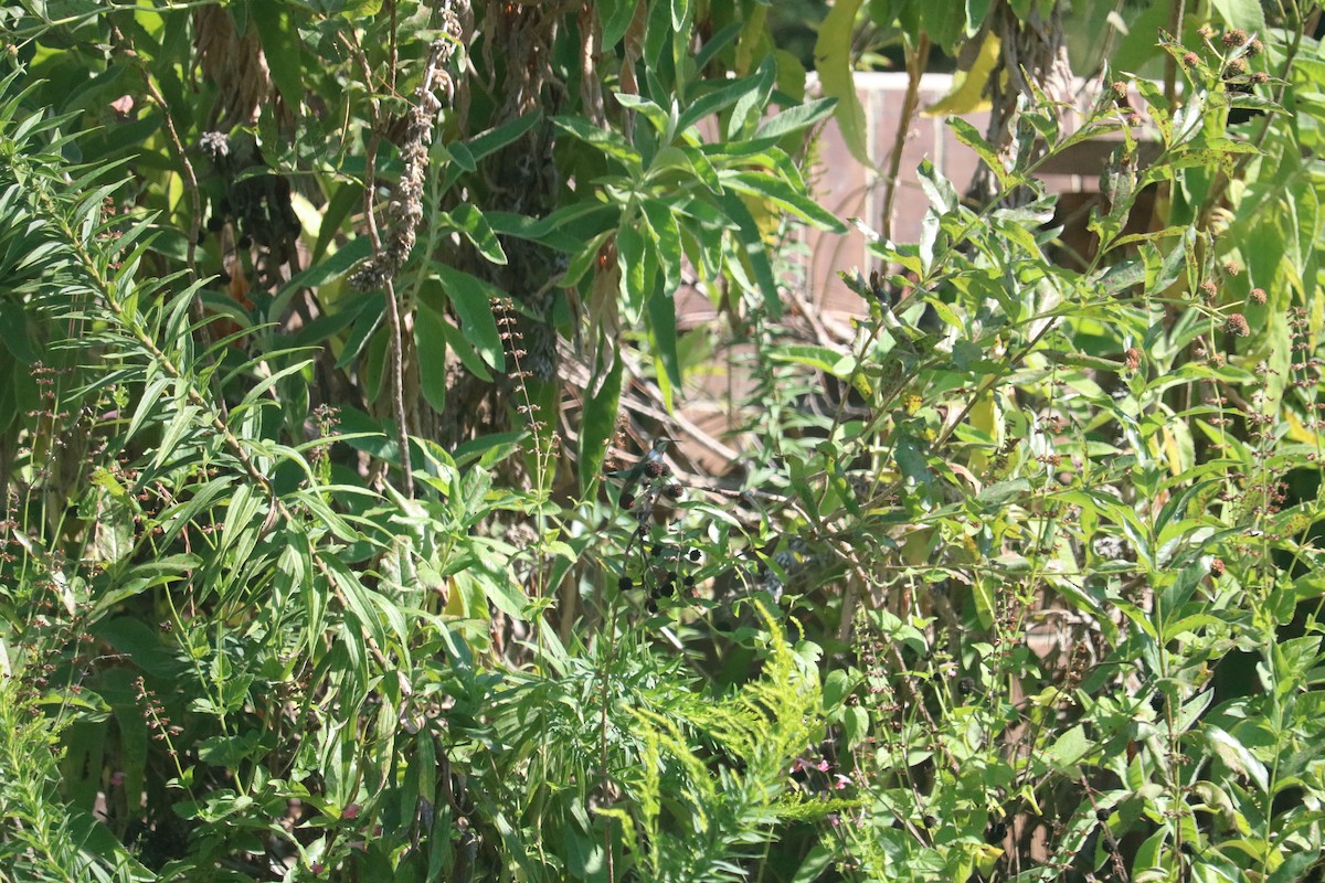 ハチドリ科 - ML646368881