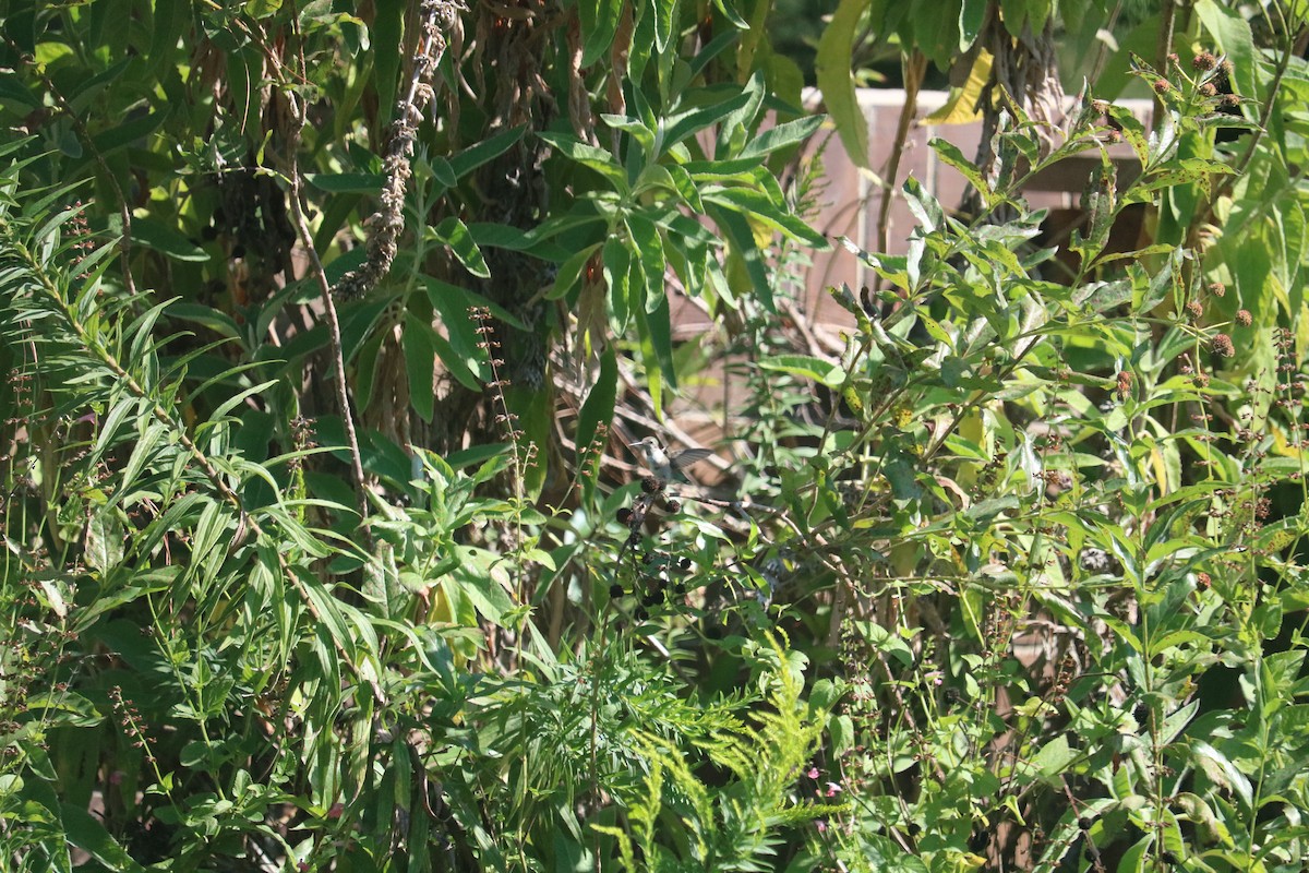 ハチドリ科 - ML646368882