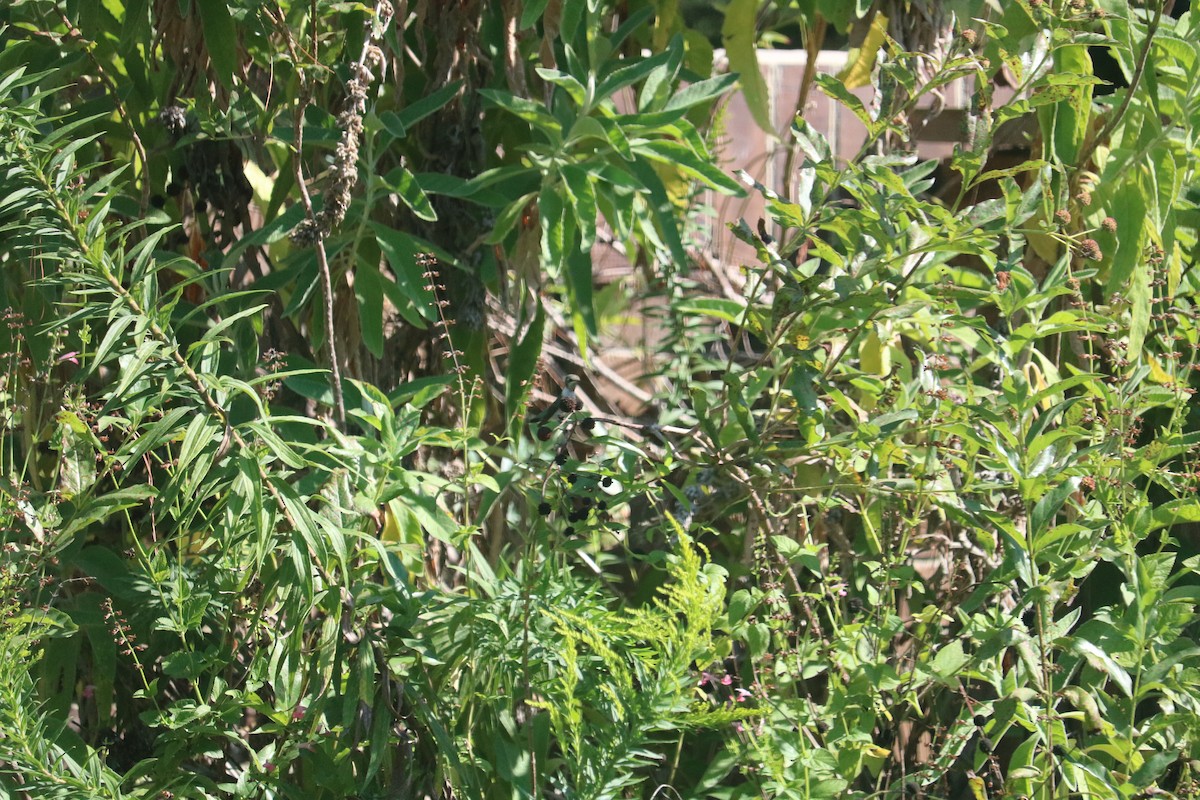 ハチドリ科 - ML646368884