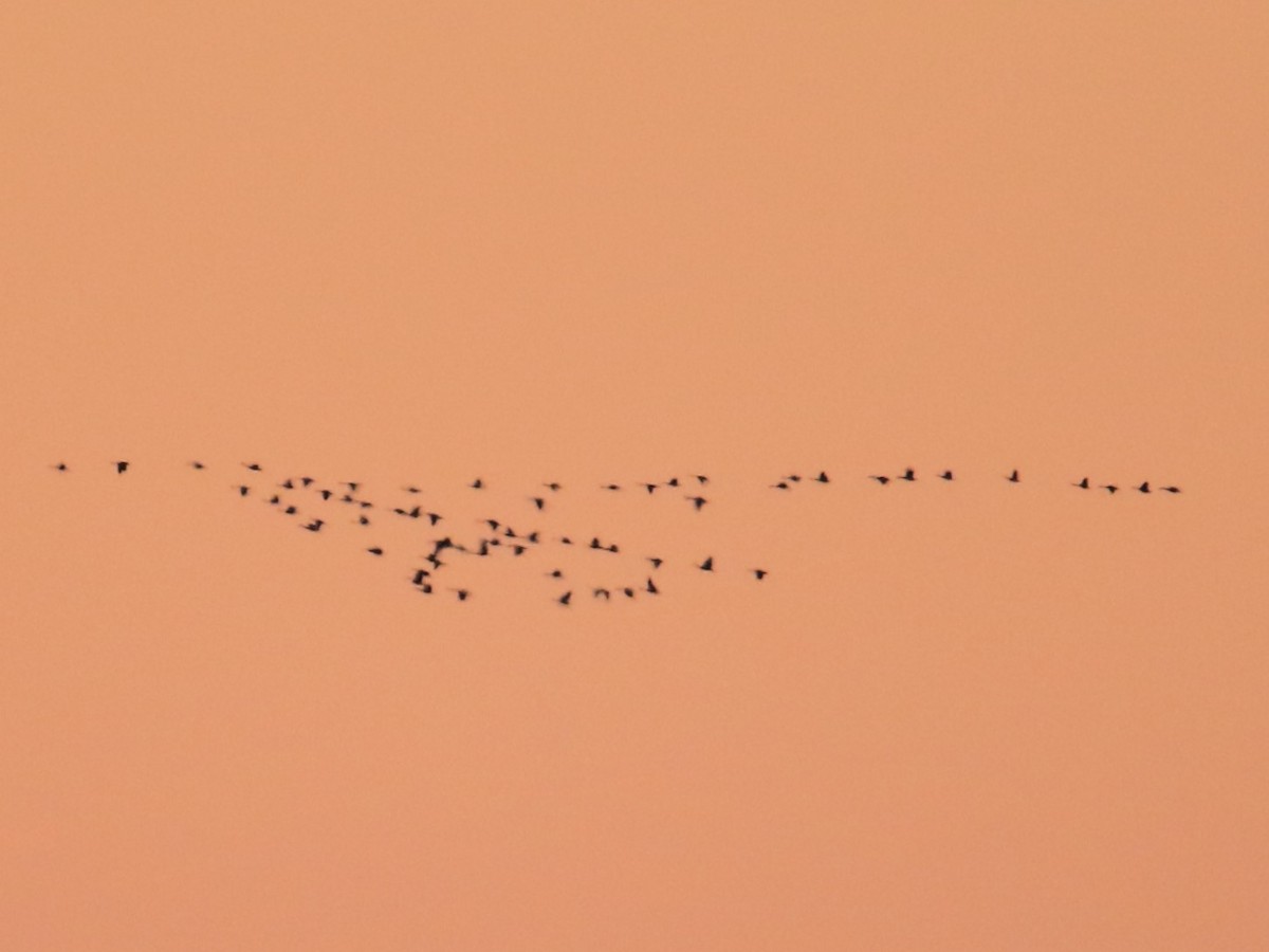 コハクチョウ - ML646368885