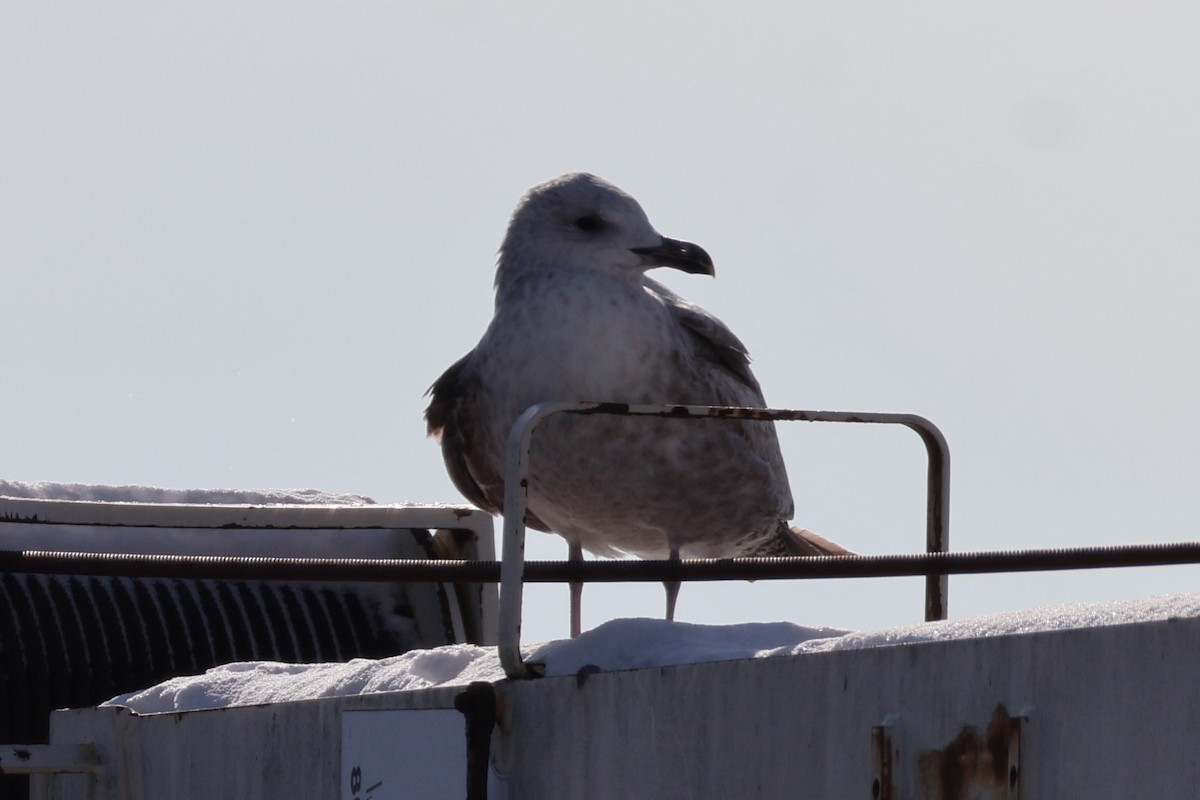 アメリカセグロカモメ - ML646368886