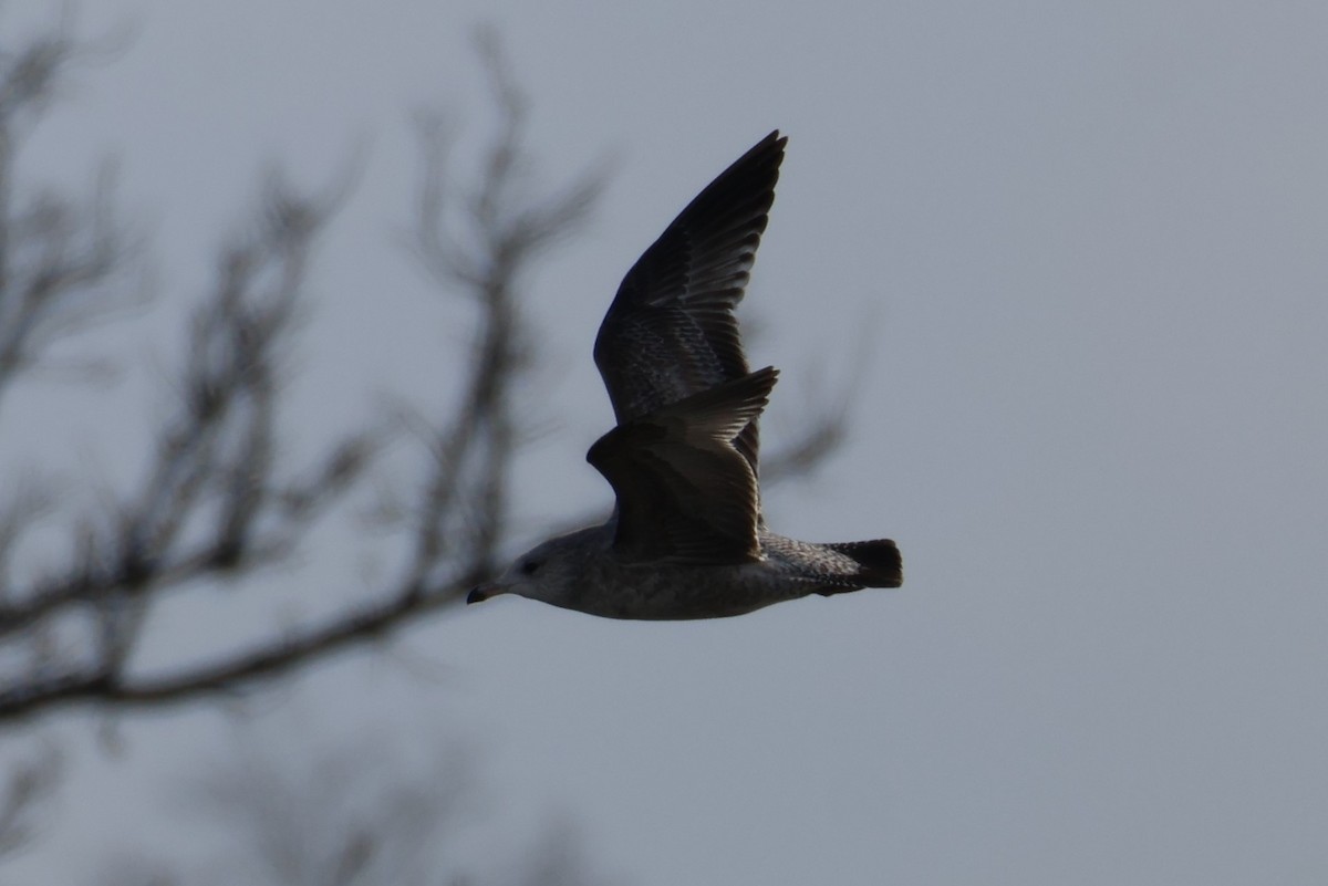 アメリカセグロカモメ - ML646368887