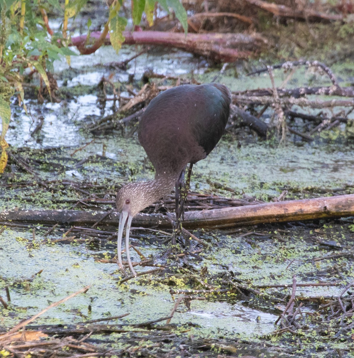 ブロンズトキ - ML646368888