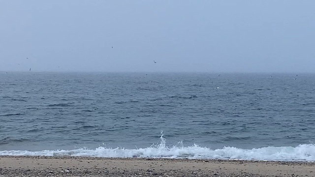 Bonaparte's Gull - ML646368889