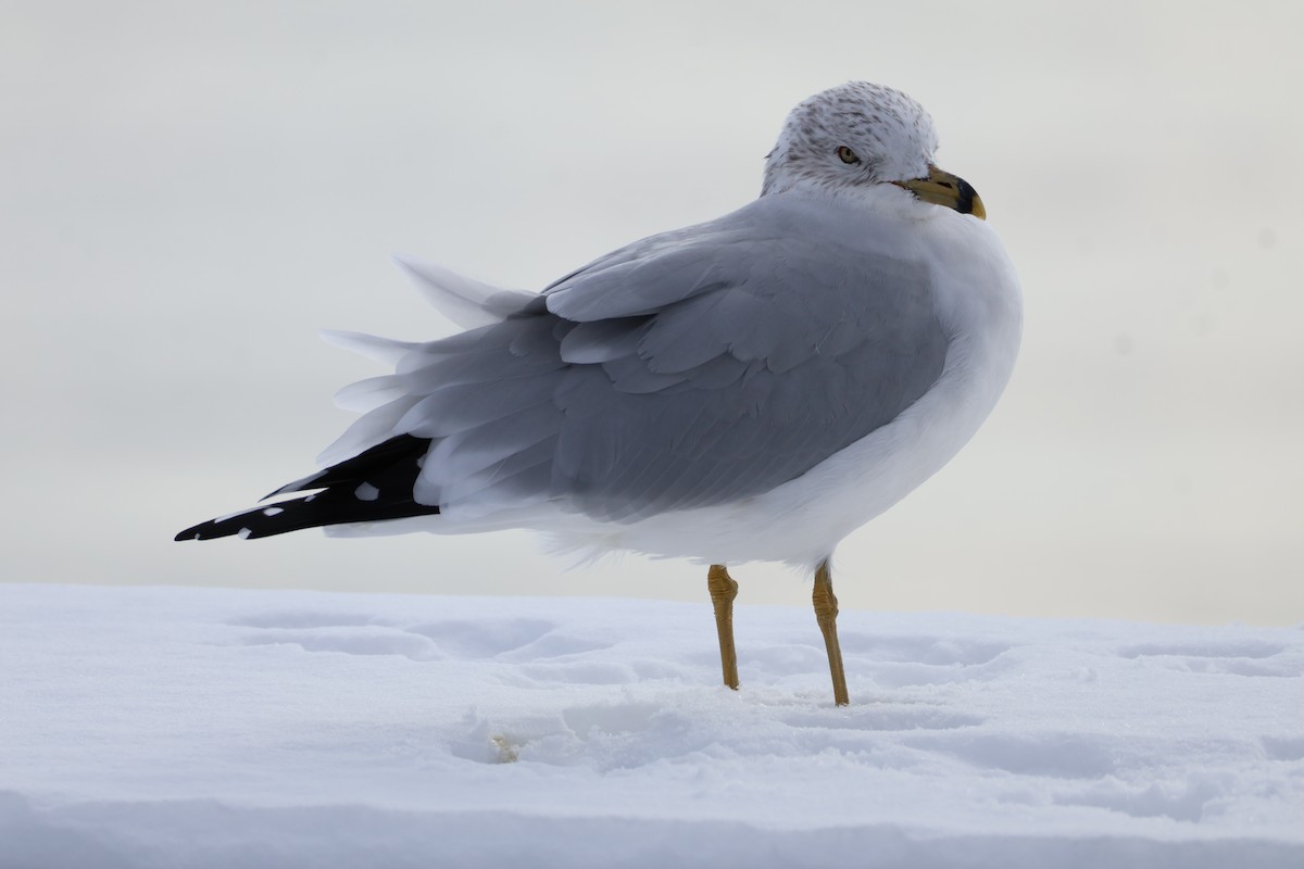 クロワカモメ - ML646368890