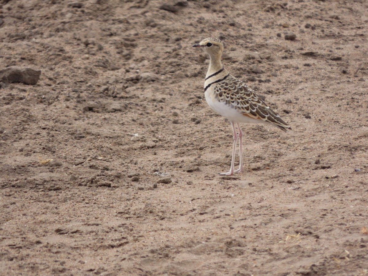 フタオビスナバシリ - ML646368891