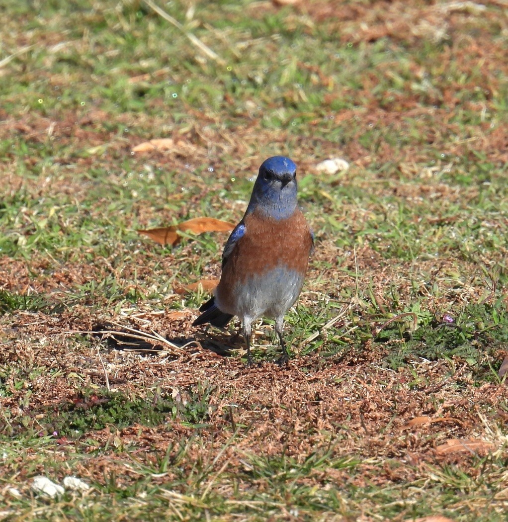 チャカタルリツグミ - ML646368892