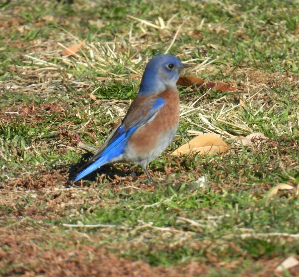 チャカタルリツグミ - ML646368893