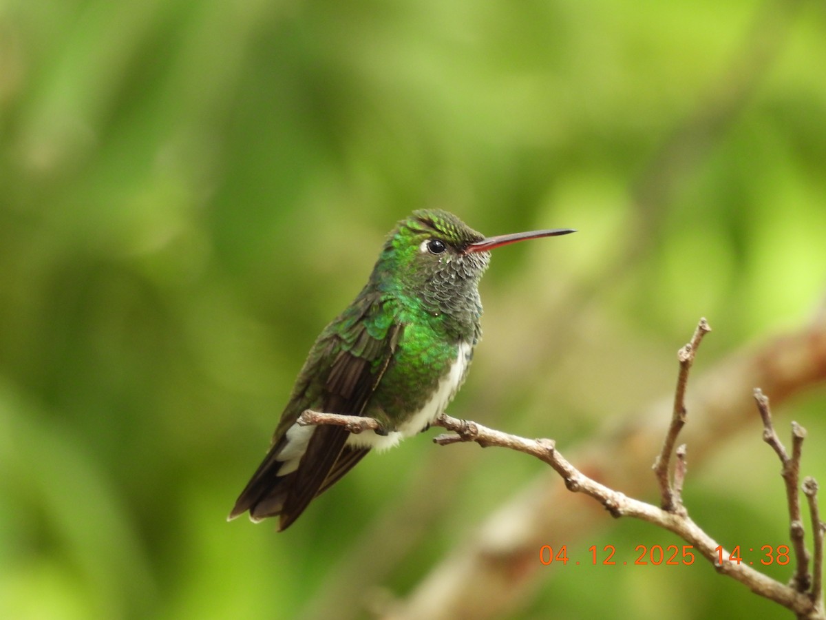 テリノドエメラルドハチドリ - ML646368894