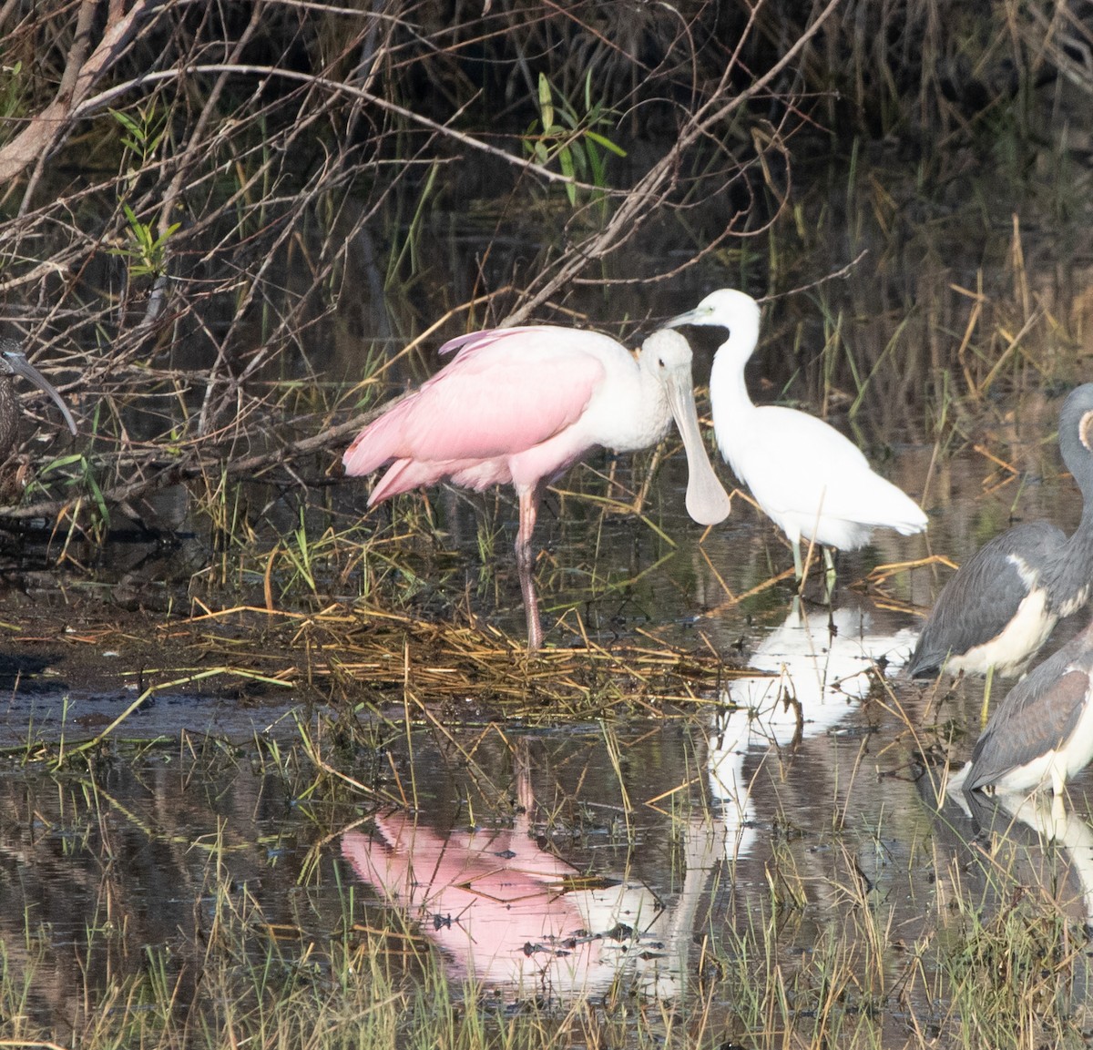 ベニヘラサギ - ML646368895