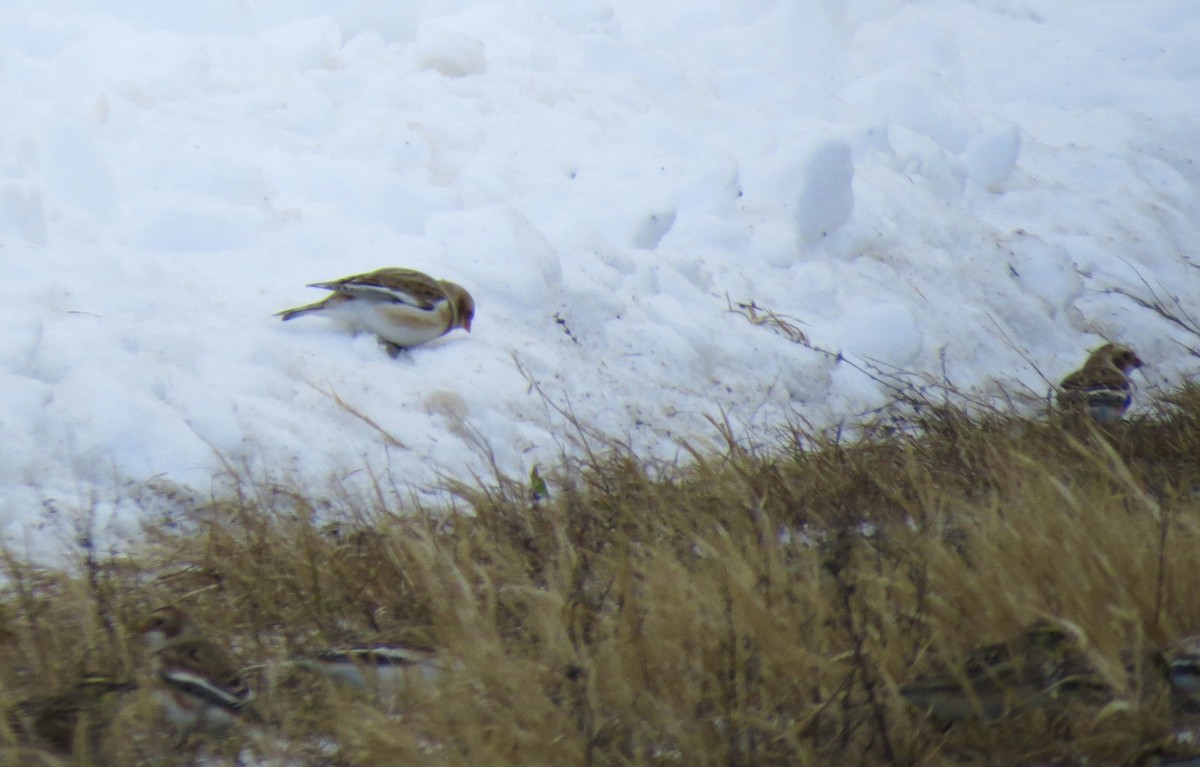 ユキホオジロ - ML646368896