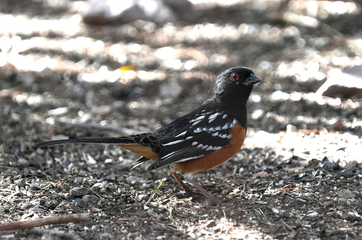 Spotted Towhee - ML646368898