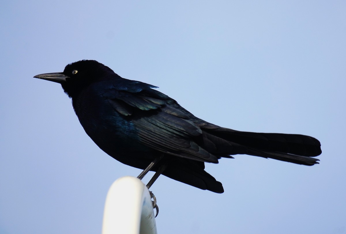 キタオナガクロムクドリモドキ - ML646368901