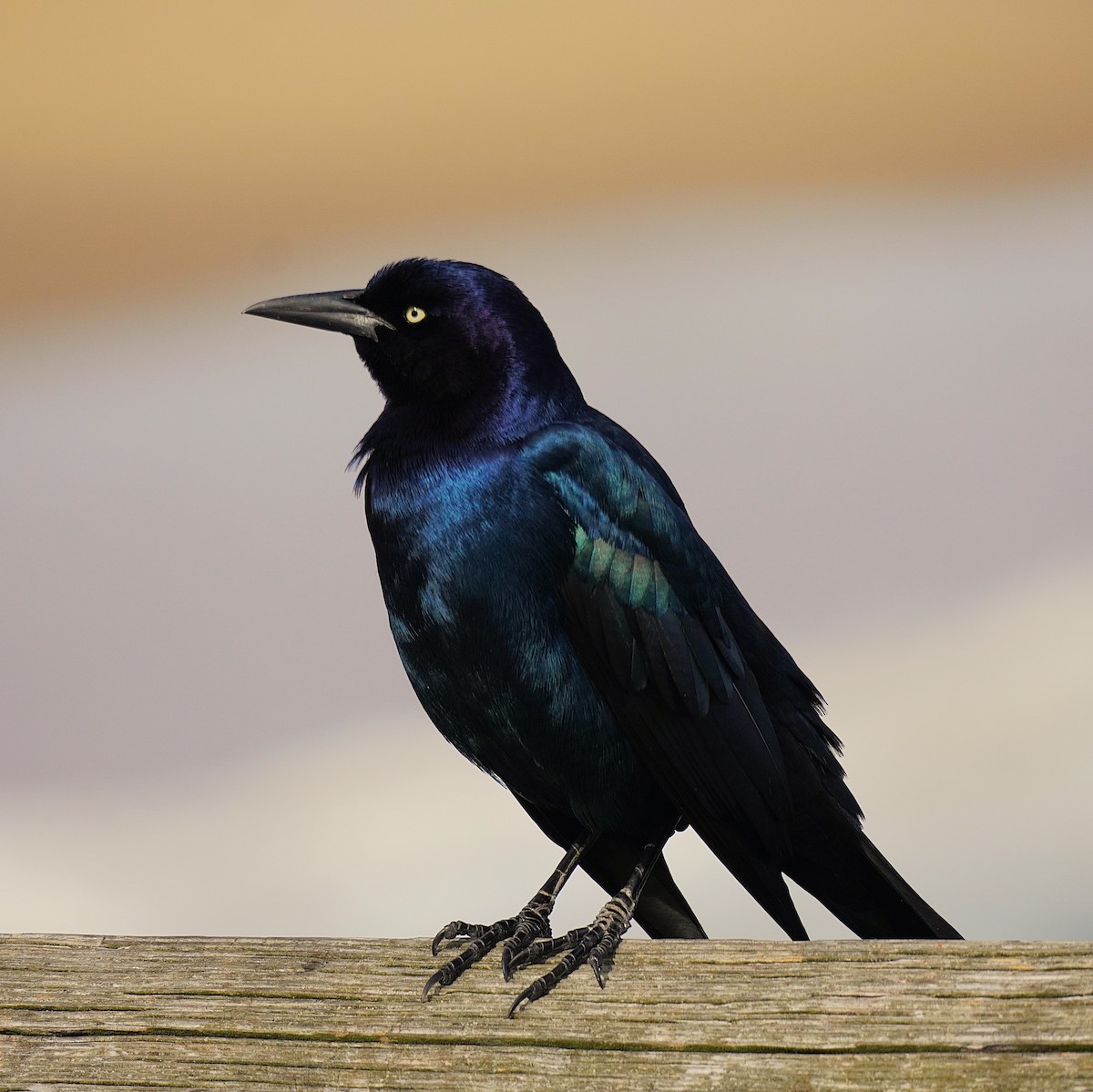 キタオナガクロムクドリモドキ - ML646368902