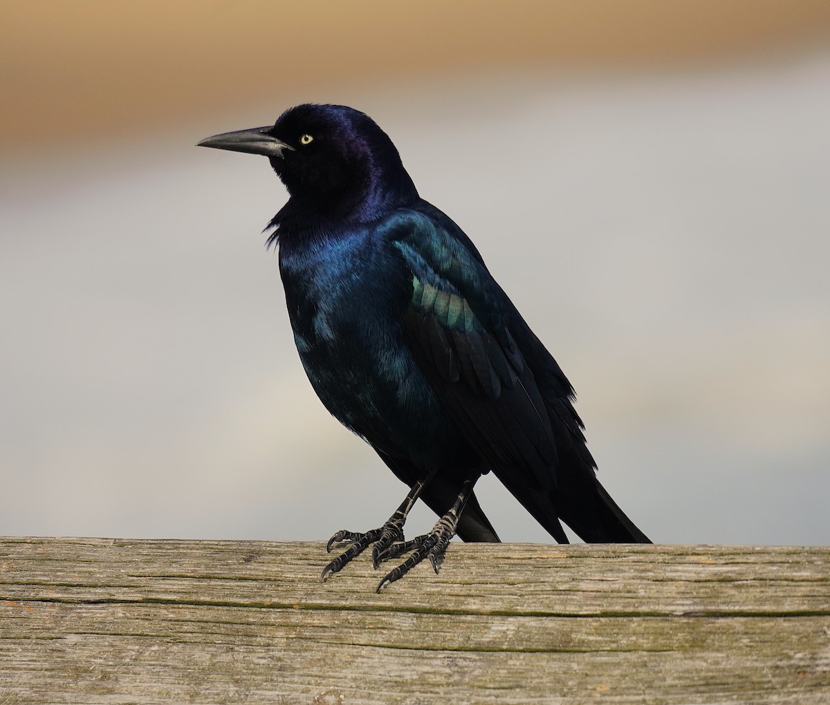 キタオナガクロムクドリモドキ - ML646368903