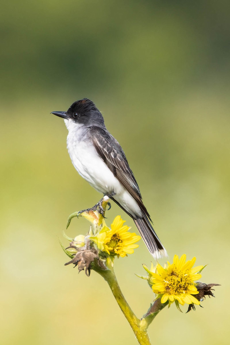 オウサマタイランチョウ - ML646368904