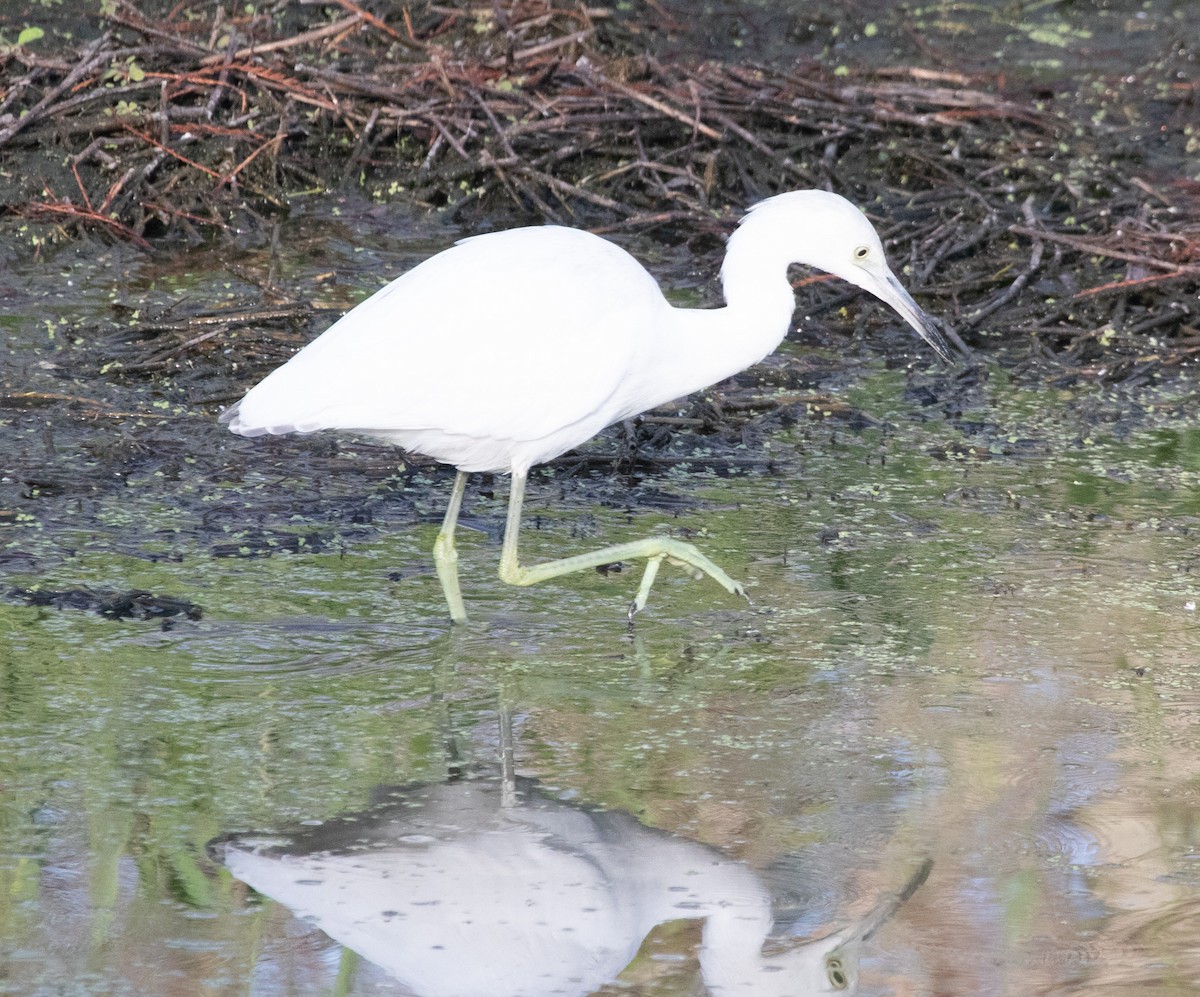 ヒメアカクロサギ - ML646368905