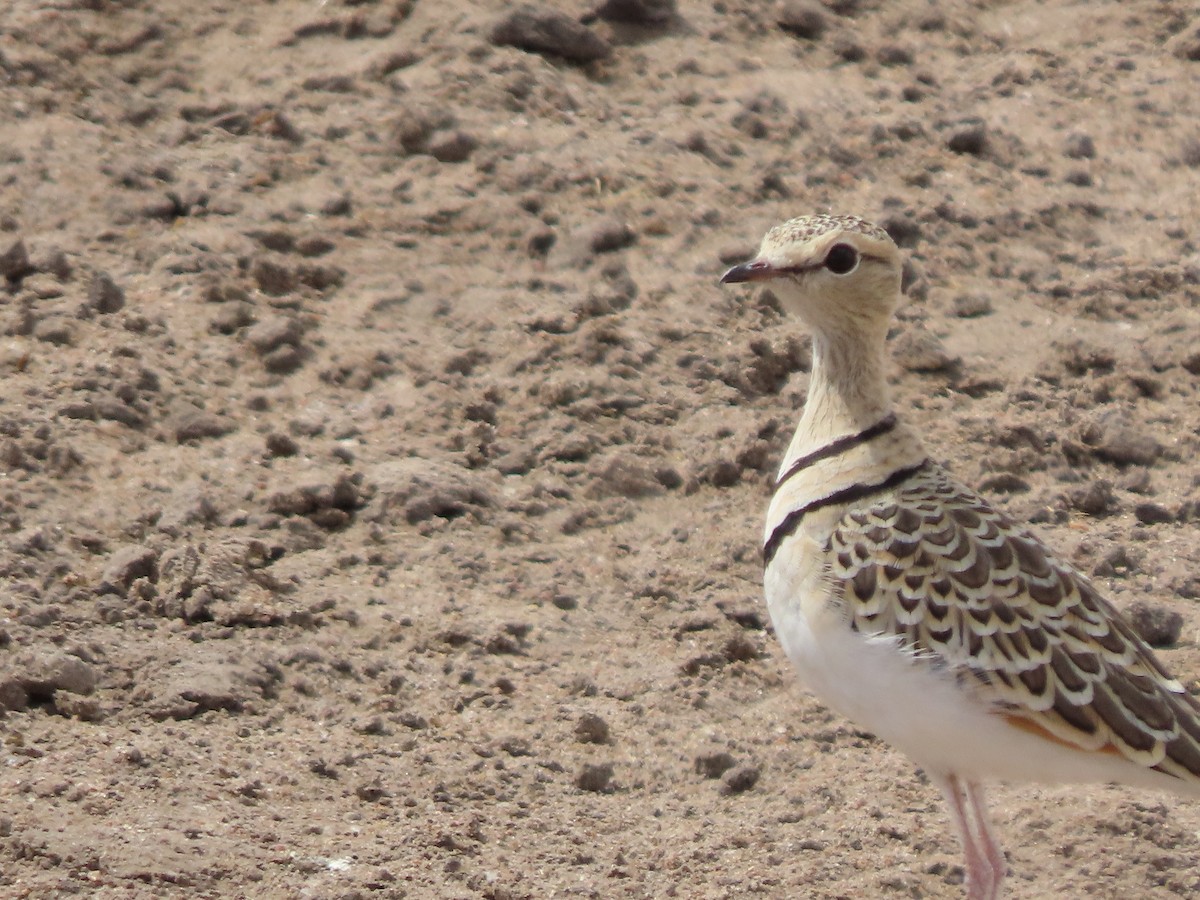 フタオビスナバシリ - ML646368906