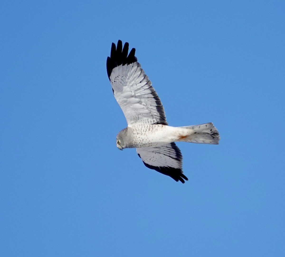 アメリカハイイロチュウヒ - ML646368907