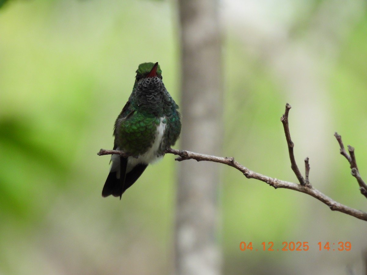 Glittering-throated Emerald - ML646368908