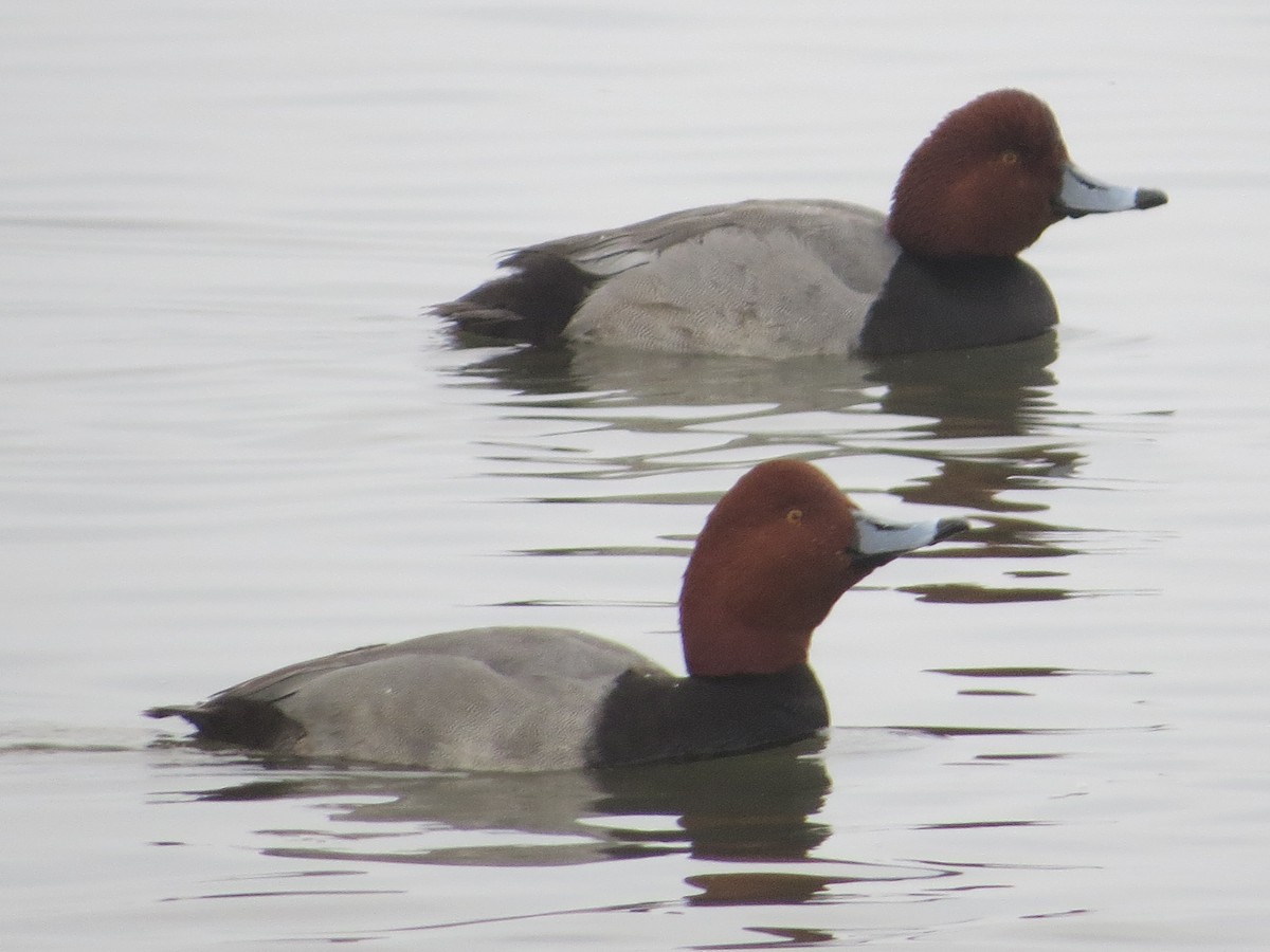 アメリカホシハジロ - ML646368909