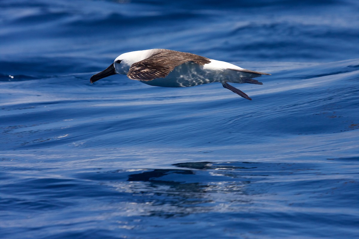 Albatros Picofino Atlántico/Pacífico - ML64636891