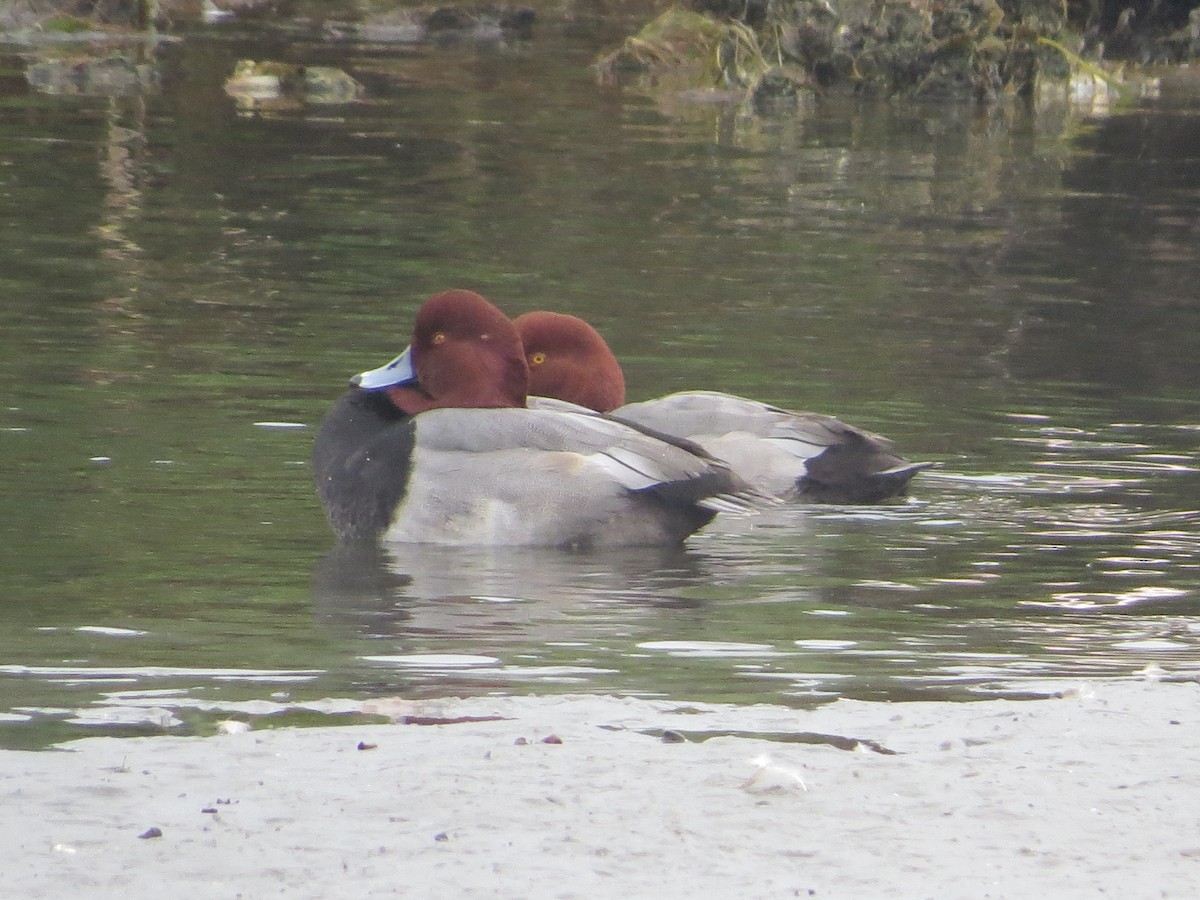 アメリカホシハジロ - ML646368910