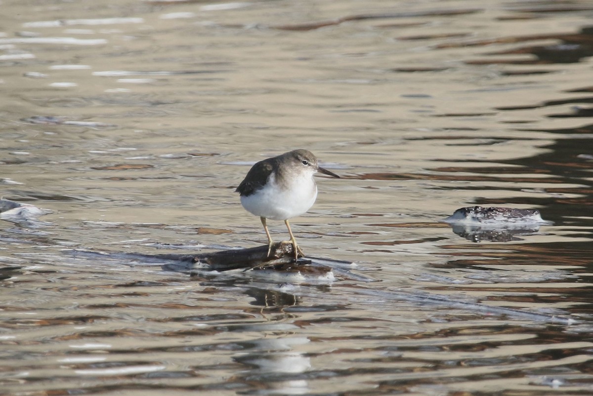 アメリカイソシギ - ML646368912