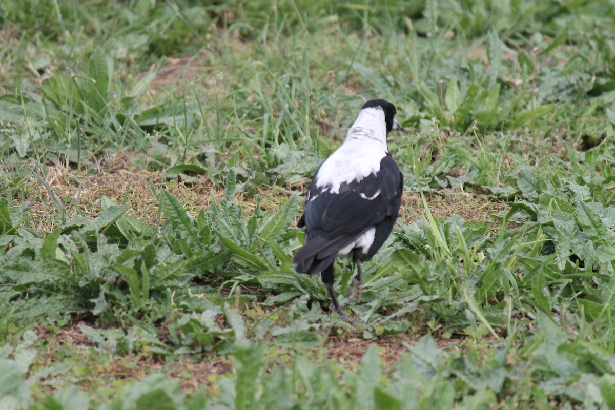 Australian Magpie - ML646368914