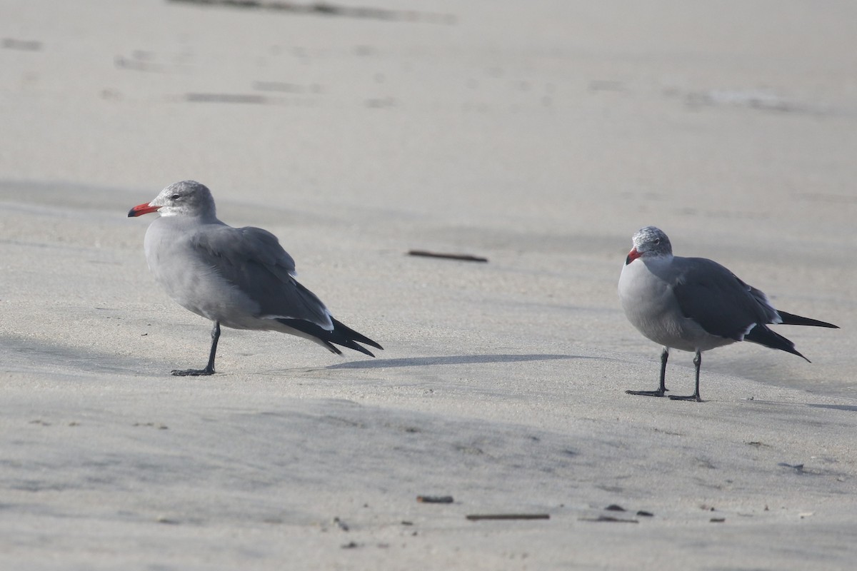 Heermann's Gull - ML646368915