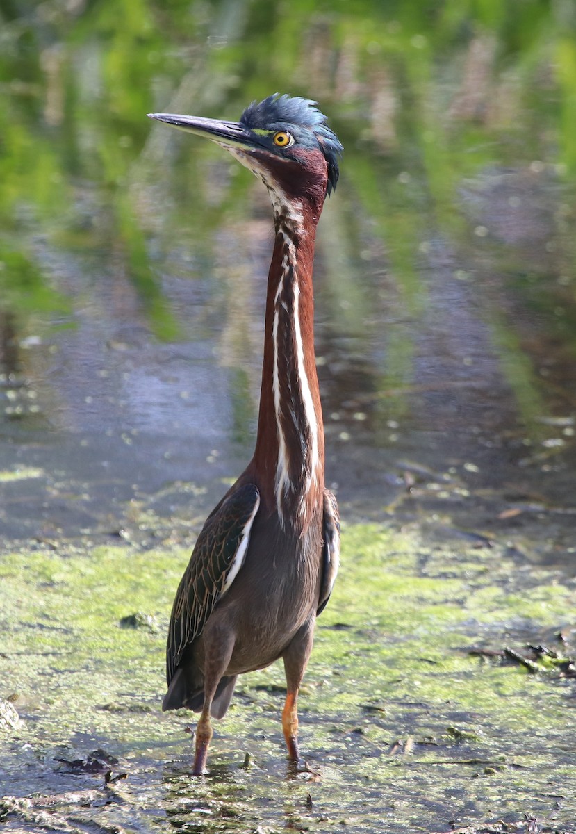 Grünreiher - ML646368916