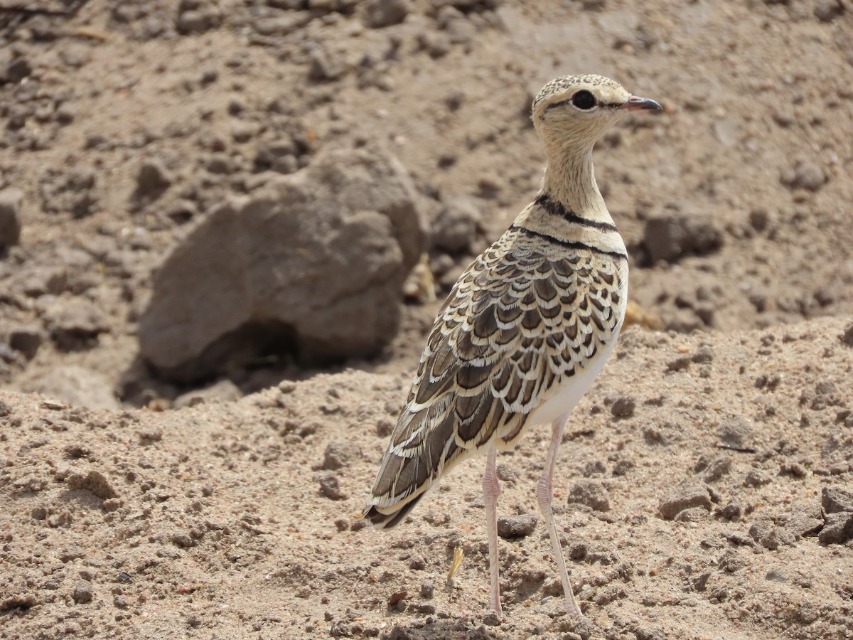 Double-banded Courser - ML646368917