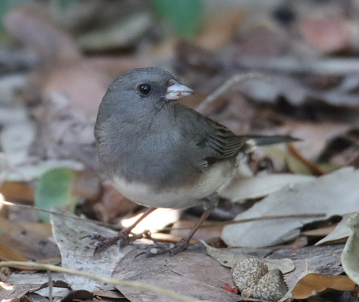 strnadec zimní - ML646368919