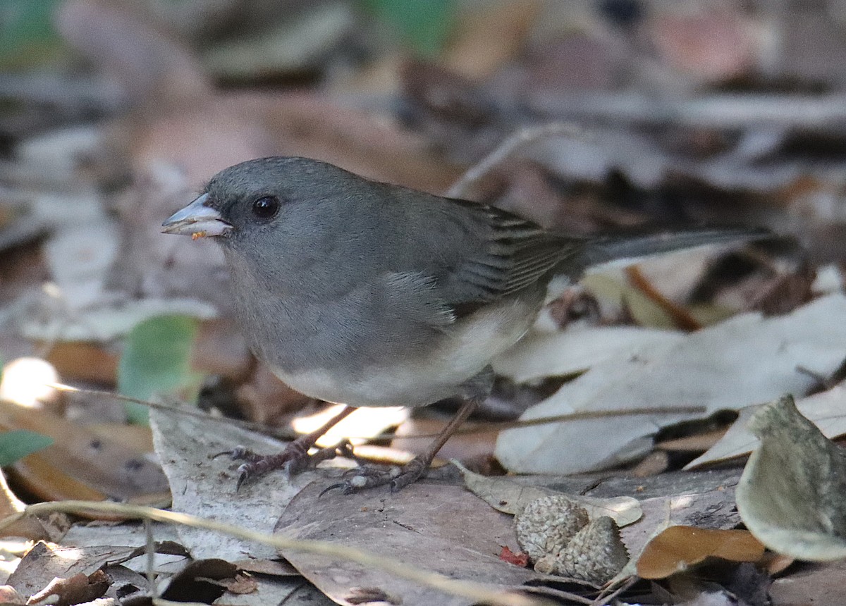 strnadec zimní - ML646368920