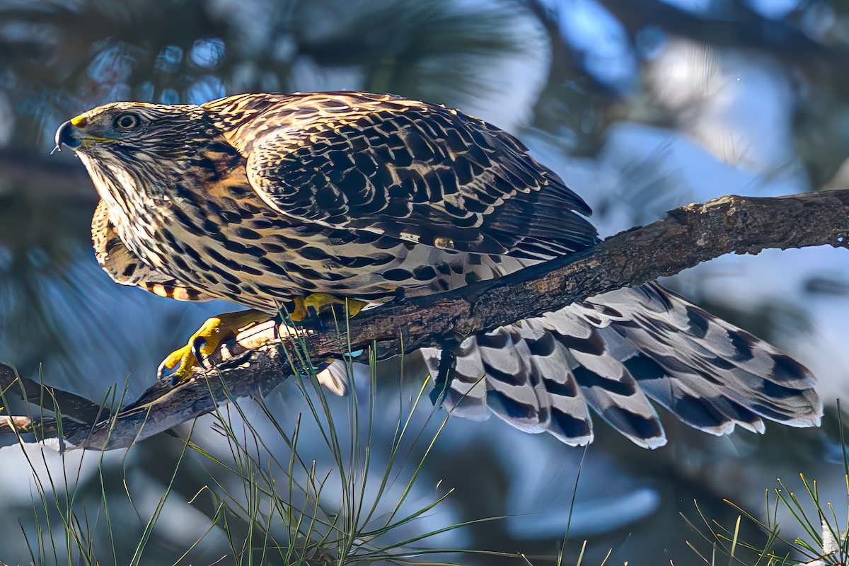 jestřáb nearktický - ML646368921