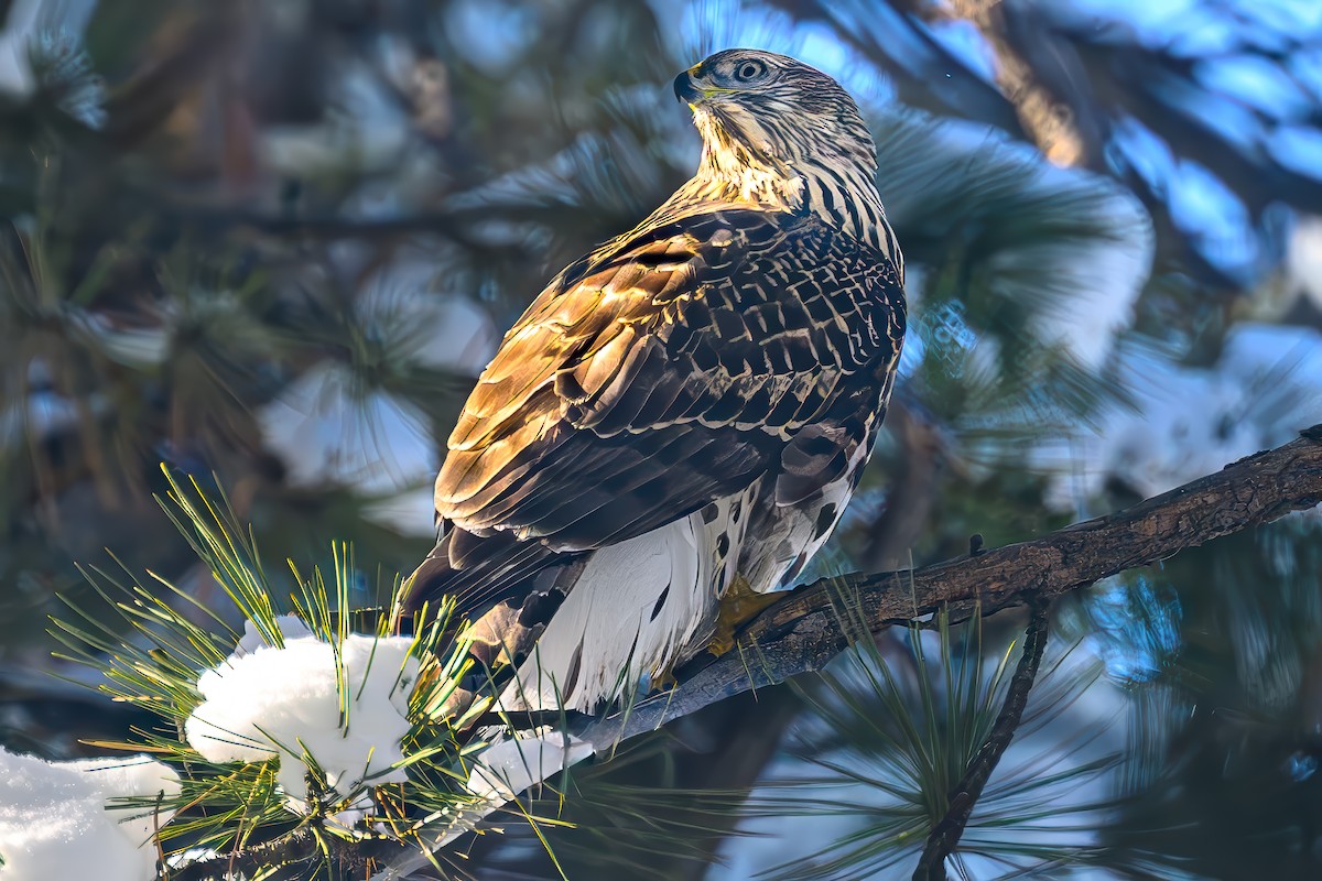 jestřáb nearktický - ML646368923