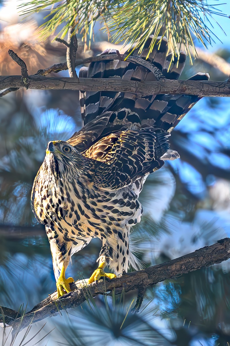 jestřáb nearktický - ML646368924