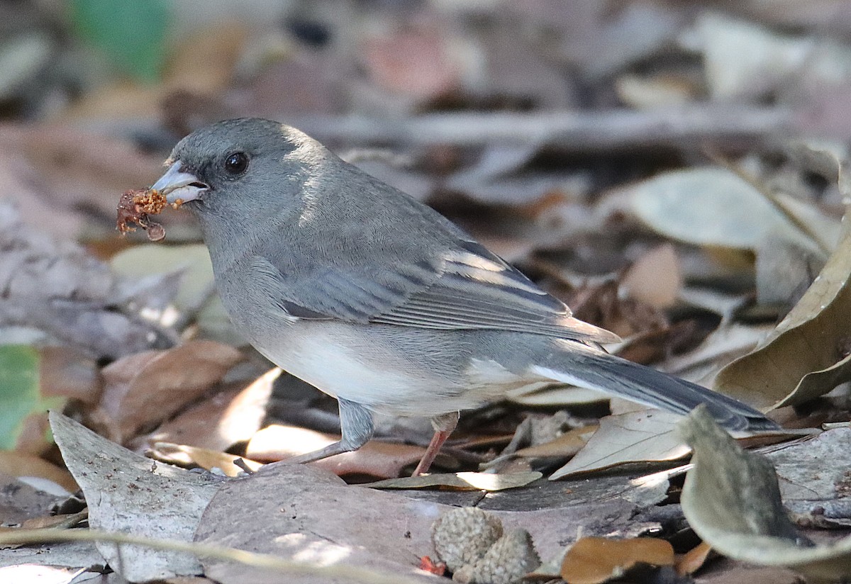 Dark-eyed Junco - ML646368925