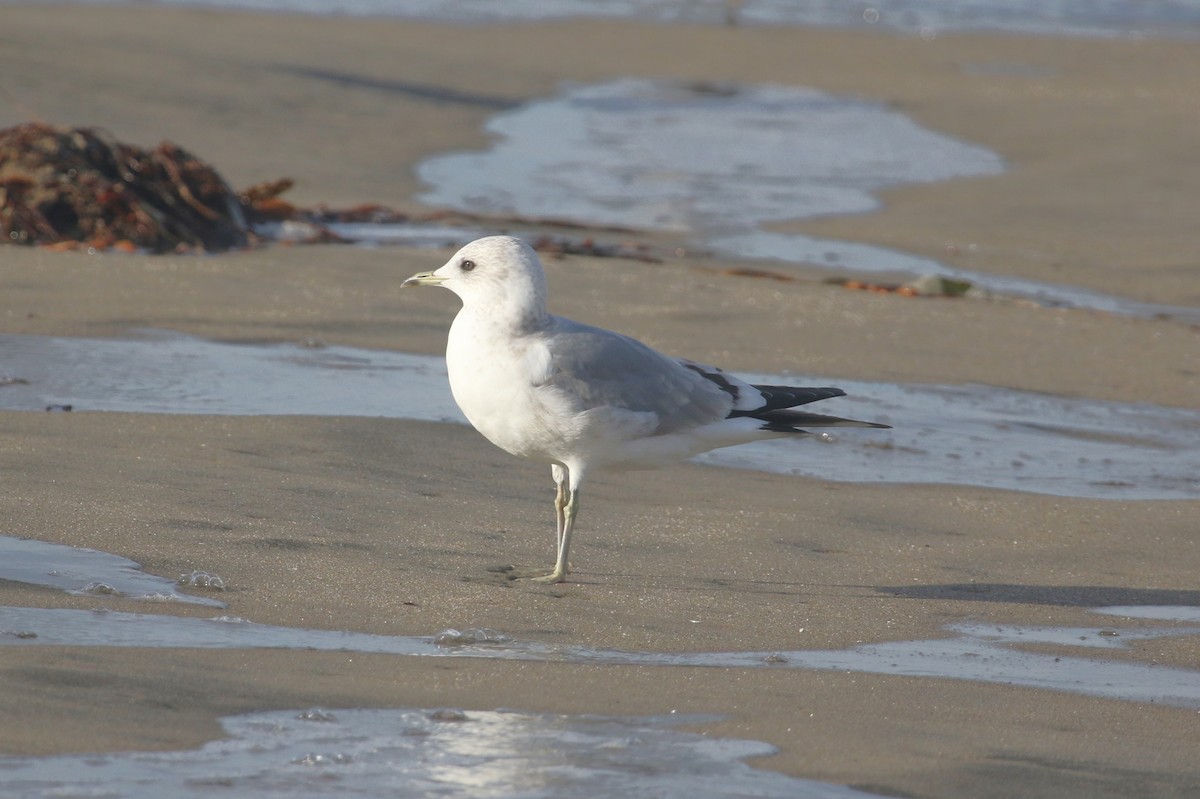 Short-billed Gull - ML646368926