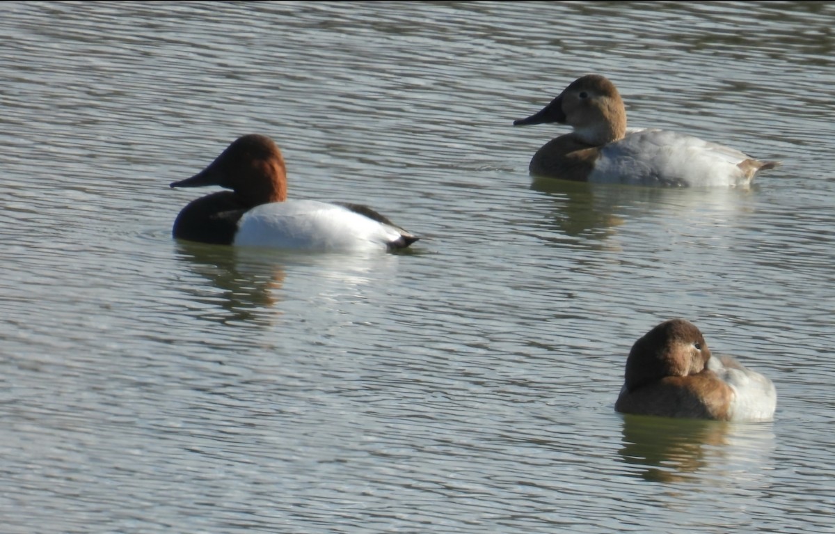 Canvasback - ML646368928