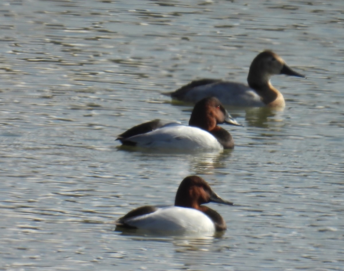 Canvasback - ML646368929