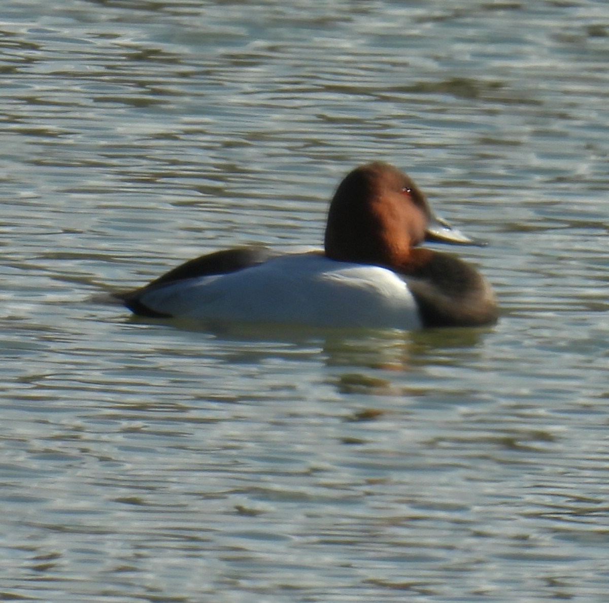 Canvasback - ML646368930