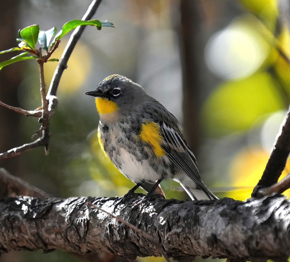 Yellow-rumped Warbler - ML646368931