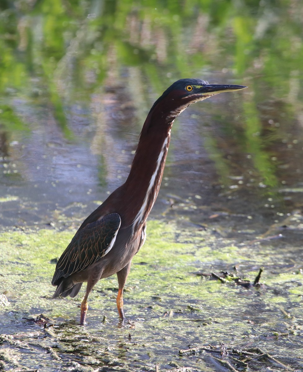 Grünreiher - ML646368932